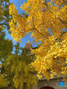 Photo taken with a cellphone on Oct. 31, 2021 shows the autumn scenery in Wuta (five-pagoda) Temple in Beijing, capital of China. (Xinhua/Wang Qingqin)