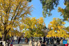 Photo taken with a cellphone on Oct. 31, 2021 shows people visiting Wuta (five-pagoda) Temple in Beijing, capital of China. (Xinhua/Wang Qingqin)