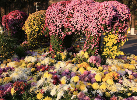 Winter chrysanthemums blossom by Xuanwu Lake, Nanjing