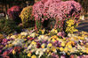 Nov. 15, 2021 - The annual chrysanthemum show has started in Xuanwu Lake Park, Nanjing, Jiangsu Province. The park is now filled with the marvel of chrysanthemums in full blossom.
(Source: VCG)