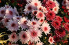 Nov. 15, 2021 - The annual chrysanthemum show has started in Xuanwu Lake Park, Nanjing, Jiangsu Province. The park is now filled with the marvel of chrysanthemums in full blossom.
