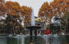 2021年11月17日，初冬时节，南京，东南大学校园植物染金黄。