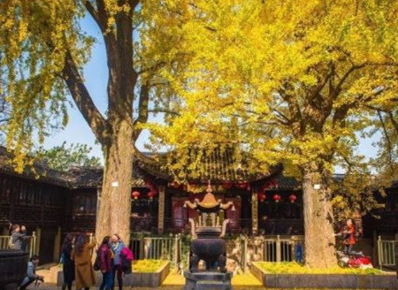 Gingko trees in Jiangsu welcome visitors