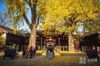 Huishan Ancient Town is enjoying the colorful season, with gingko trees attracting most attention. In Huishan Temple, Jichang Garden and other places, tall ginkgo trees blend in the background of classical gardens and ancient temples, witnessing the ups and downs of history and attracting tourists.