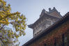 2021年11月19日，南京大学鼓楼校区银杏金黄和古建筑相映成趣，令人沉醉。