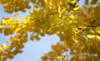 November is here, bringing with it a chill and extraordinarily beautiful ginkgoes. The golden ginkgoes have rendered the autumn to the extreme. Let’s take a look with Xiaosu.