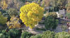 The ancient ginkgo tree in the Zhiping Temple Shangfang Hill is changing color softly. Under the sunshine, the leaves have turned green and yellow, warm and dazzling.