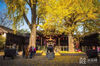 Tall ginkgoes fused in classical gardens and thousand-year-old temples, setting off the old houses, and became a witness to history at Huishan Temple as well as Jichang Garden. 