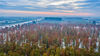 2021年11月20日，初冬季节，武汉新洲区涨渡湖湿地，数千棵水杉树叶红似火、五彩斑斓。