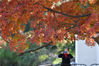 2021年11月22日，江苏省南京市，当日是小雪节气，莫愁湖公园枫叶渐红，吸引游人前来赏枫。