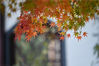 2021年11月22日，江苏省南京市，当日是小雪节气，莫愁湖公园枫叶渐红，吸引游人前来赏枫。