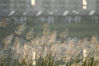 2021年11月26日，海南省琼海市白石岭景区美岭湖畔的芦苇花在霞光下艳丽多姿。