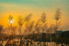 2021年11月26日，海南省琼海市白石岭景区美岭湖畔的芦苇花在霞光下艳丽多姿。