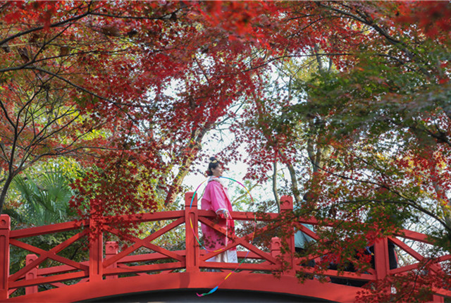南京紫金山初冬呈现多彩“枫”景