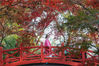 2021年11月26日，南京市，紫金山红枫岗枝叶层叠，呈现多彩“枫”景。来源：视觉中国 泱波(江苏分社)/中新社/视觉中国