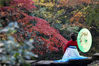 2021年11月26日，南京市，紫金山红枫岗枝叶层叠，呈现多彩“枫”景。
