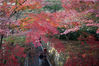 2021年11月26日，南京市，紫金山红枫岗枝叶层叠，呈现多彩“枫”景。