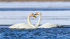 2021年11月28日，在新疆维吾尔自治区巴音郭楞蒙古自治州博湖县博斯腾湖白鹭洲，天鹅在湖水中嬉戏、觅食，为冬日的博斯腾湖增添了盎然生机。