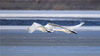 2021年11月28日，在新疆维吾尔自治区巴音郭楞蒙古自治州博湖县博斯腾湖白鹭洲，天鹅在湖水中嬉戏、觅食，为冬日的博斯腾湖增添了盎然生机。