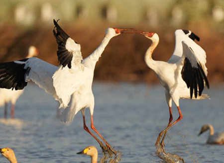 Numerous migratory birds arrive in wetland by Poyang Lake