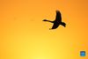 A swan flies over the Wuxing white crane conservation area by the Poyang Lake in Nanchang, east China's Jiangxi Province, Nov. 30, 2021. Numerous migratory birds including white cranes and swans have arrived in the wetland by the Poyang Lake, taking it as their winter habitat. (Xinhua/Zhou Mi)