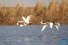 Two swans fly over the Wuxing white crane conservation area by the Poyang Lake in Nanchang, east China's Jiangxi Province, Nov. 30, 2021. Numerous migratory birds including white cranes and swans have arrived in the wetland by the Poyang Lake, taking it as their winter habitat. (Xinhua/Zhou Mi)