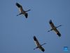 A flock of white cranes fly over the Wuxing white crane conservation area by the Poyang Lake in Nanchang, east China's Jiangxi Province, Nov. 30, 2021. Numerous migratory birds including white cranes and swans have arrived in the wetland by the Poyang Lake, taking it as their winter habitat. (Xinhua/Zhou Mi)

