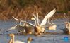 Swans are seen at the Wuxing white crane conservation area by the Poyang Lake in Nanchang, east China's Jiangxi Province, Nov. 30, 2021. Numerous migratory birds including white cranes and swans have arrived in the wetland by the Poyang Lake, taking it as their winter habitat. (Xinhua/Zhou Mi)