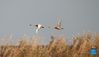 Two swans fly over the Wuxing white crane conservation area by the Poyang Lake in Nanchang, east China's Jiangxi Province, Nov. 30, 2021. Numerous migratory birds including white cranes and swans have arrived in the wetland by the Poyang Lake, taking it as their winter habitat. (Xinhua/Zhou Mi)

