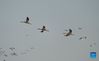 Migrant birds fly over the Wuxing white crane conservation area by the Poyang Lake in Nanchang, east China's Jiangxi Province, Nov. 30, 2021. Numerous migratory birds including white cranes and swans have arrived in the wetland by the Poyang Lake, taking it as their winter habitat. (Xinhua/Zhou Mi)