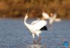 A white crane is seen at the Wuxing white crane conservation area by the Poyang Lake in Nanchang, east China's Jiangxi Province, Nov. 30, 2021. Numerous migratory birds including white cranes and swans have arrived in the wetland by the Poyang Lake, taking it as their winter habitat. (Xinhua/Zhou Mi)