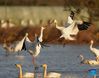 White cranes are seen at the Wuxing white crane conservation area by the Poyang Lake in Nanchang, east China's Jiangxi Province, Nov. 30, 2021. Numerous migratory birds including white cranes and swans have arrived in the wetland by the Poyang Lake, taking it as their winter habitat. (Xinhua/Zhou Mi)

