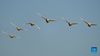 A flock of swans fly over the Wuxing white crane conservation area by the Poyang Lake in Nanchang, east China's Jiangxi Province, Nov. 30, 2021. Numerous migratory birds including white cranes and swans have arrived in the wetland by the Poyang Lake, taking it as their winter habitat. (Xinhua/Zhou Mi)

