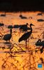 Migrant birds are seen at the Wuxing white crane conservation area by the Poyang Lake in Nanchang, east China's Jiangxi Province, Nov. 30, 2021. Numerous migratory birds including white cranes and swans have arrived in the wetland by the Poyang Lake, taking it as their winter habitat. (Xinhua/Zhou Mi)