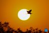 An egret flies over the Wuxing white crane conservation area by the Poyang Lake in Nanchang, east China's Jiangxi Province, Nov. 30, 2021. Numerous migratory birds including white cranes and swans have arrived in the wetland by the Poyang Lake, taking it as their winter habitat. (Xinhua/Zhou Mi)