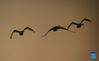 A flock of swans fly over the Wuxing white crane conservation area by the Poyang Lake in Nanchang, east China's Jiangxi Province, Nov. 30, 2021. Numerous migratory birds including white cranes and swans have arrived in the wetland by the Poyang Lake, taking it as their winter habitat. (Xinhua/Zhou Mi)