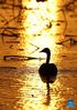 A swan is seen at the Wuxing white crane conservation area by the Poyang Lake in Nanchang, east China's Jiangxi Province, Nov. 30, 2021. Numerous migratory birds including white cranes and swans have arrived in the wetland by the Poyang Lake, taking it as their winter habitat. (Xinhua/Zhou Mi)