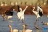 White cranes are seen at the Wuxing white crane conservation area by the Poyang Lake in Nanchang, east China's Jiangxi Province, Nov. 30, 2021. Numerous migratory birds including white cranes and swans have arrived in the wetland by the Poyang Lake, taking it as their winter habitat. (Xinhua/Zhou Mi)