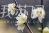 Wintersweet flowers bloomed in Nanjing Ming Xiaoling Mausoleum Scenic Area.