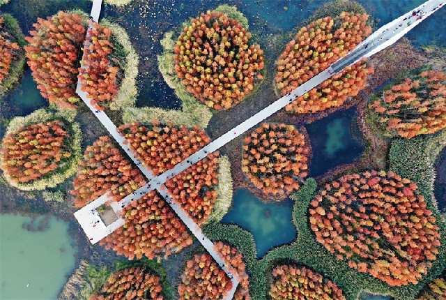 南昌：冬日航拍鱼尾洲湿地公园 成片火红水杉美如画