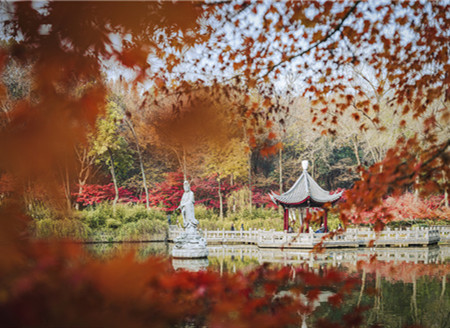 Maple leaves in Nanjing Qixia Mountain attracting visitors