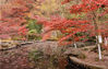 December 7, 2021. Maple leaves in Nanjing Qixia Mountain are attractively red, appealing visitors.