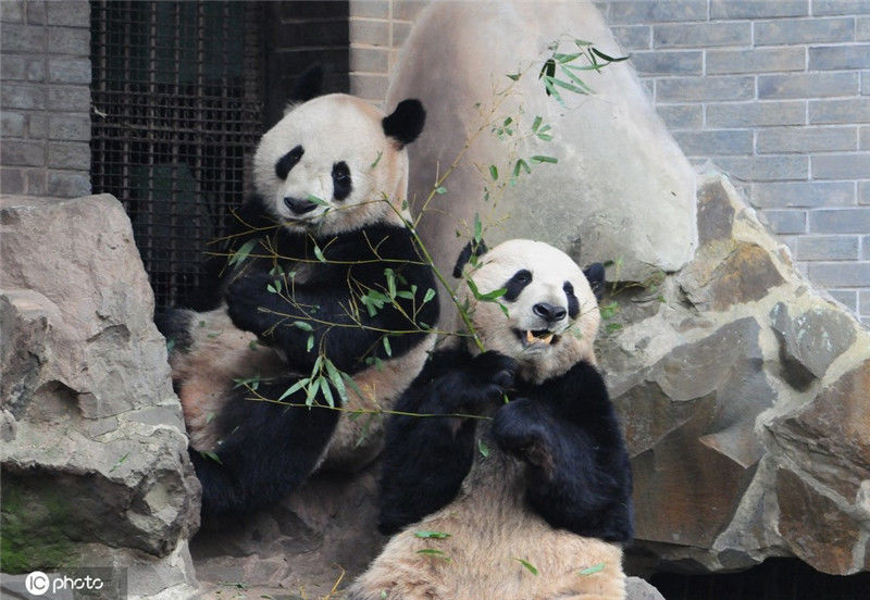 2019年2月3日,杭州动物园里,大熊猫"成就"和"双好"哥俩在室外开心吃着