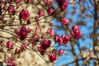 2021年2月21日，江西省抚州市广昌县城区公园里的红白玉兰花迎春开放，姹紫嫣红，美不胜收。 