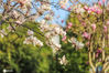 2021年2月21日，江西省抚州市广昌县城区公园里的红白玉兰花迎春开放，姹紫嫣红，美不胜收。