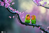 2021年2月19日，江苏南京，南京梅花山梅花丛中，一对网红鸟鹦鹉在梅花枝头嬉戏。 刘建民/IC photo