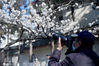 2021年2月19日，谁是南京最美樱花季的消息树？南京玄武湖公园旁的鸡鸣寺路是一条“网红”樱花大道，由南向北、道路东侧的第五株树就是 