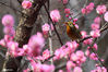 2021年2月20日，一只相思鸟在花枝间嬉戏。陈勇/IC photo
