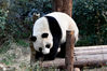 2021年2月22日，江苏南京，南京红山动物园憨厚的熊猫、调皮的猴子、机灵的狐猴和水中的鹈鹕等动物，享受着春天的暖阳。