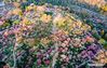 Aerial photo shows the Meihuashan scenic area in Nanjing, east China's Jiangsu Province, Feb. 21, 2021. The Meihuashan scenic area attracts many tourists as plum trees are in blossom in early spring. (Xinhua/Yang Lei)